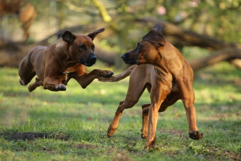 Zwei Ridgebacks beim Spielen im Gras