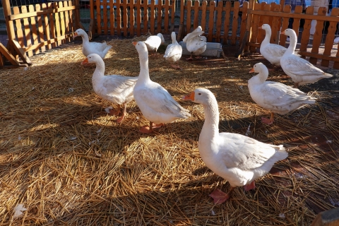 Mehrere Gänse im Stroh