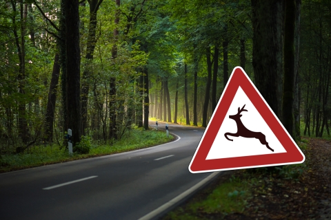 Straße im Wald mit Verkehrszeichen, das Reh zeigt
