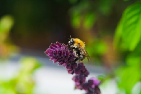 Biene auf einer Blüte