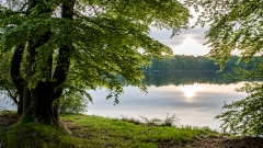 Baum am See