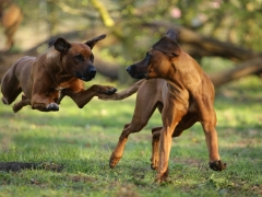 Zwei Ridgebacks beim Spielen im Gras