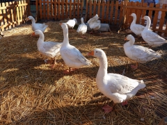 Mehrere Gänse im Stroh
