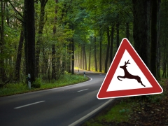 Straße im Wald mit Verkehrszeichen, das Reh zeigt