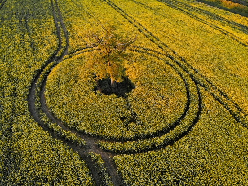 Kornfeld mit Baum in der Mitte und darum zwei Kreise 