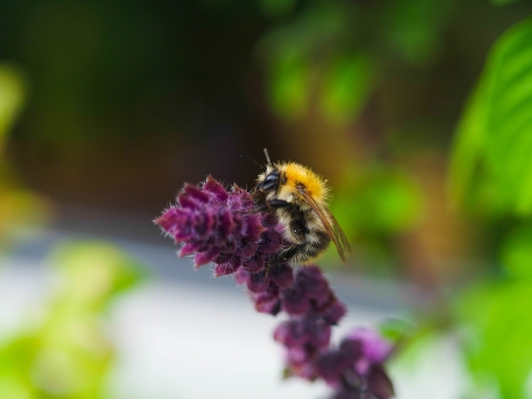 Biene auf einer Blüte