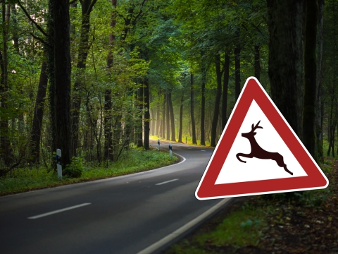 Straße im Wald mit Verkehrszeichen, das Reh zeigt