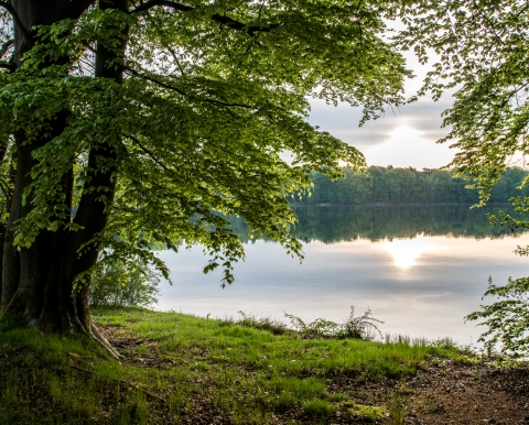 Baum mit See