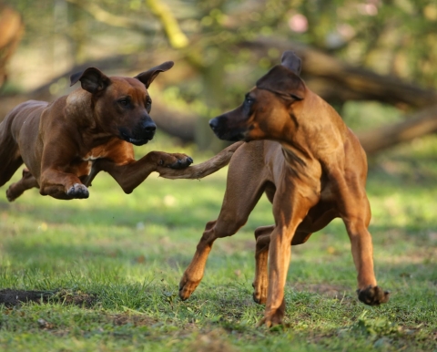 Zwei Ridgebacks beim Spielen im Gras